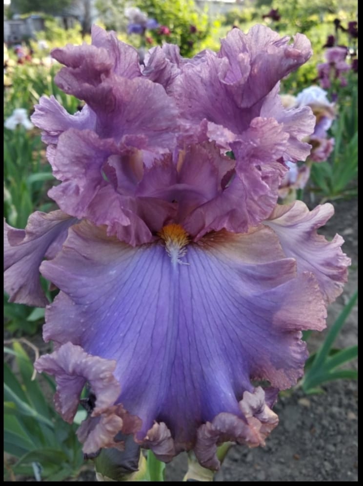 French Lavander